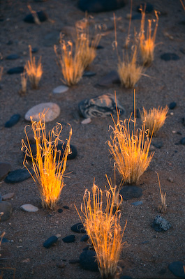 2003_119_15_firegrass