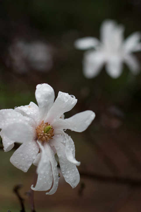 White Small Magnolia