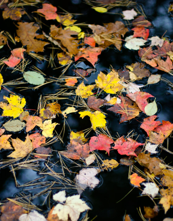 Colorful Leaves, Black Water