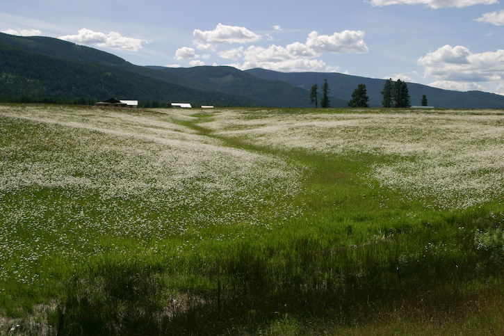 White Flower Field
