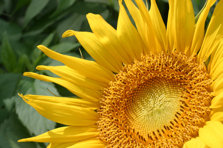 Sunflower One