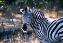 Zebra Contact